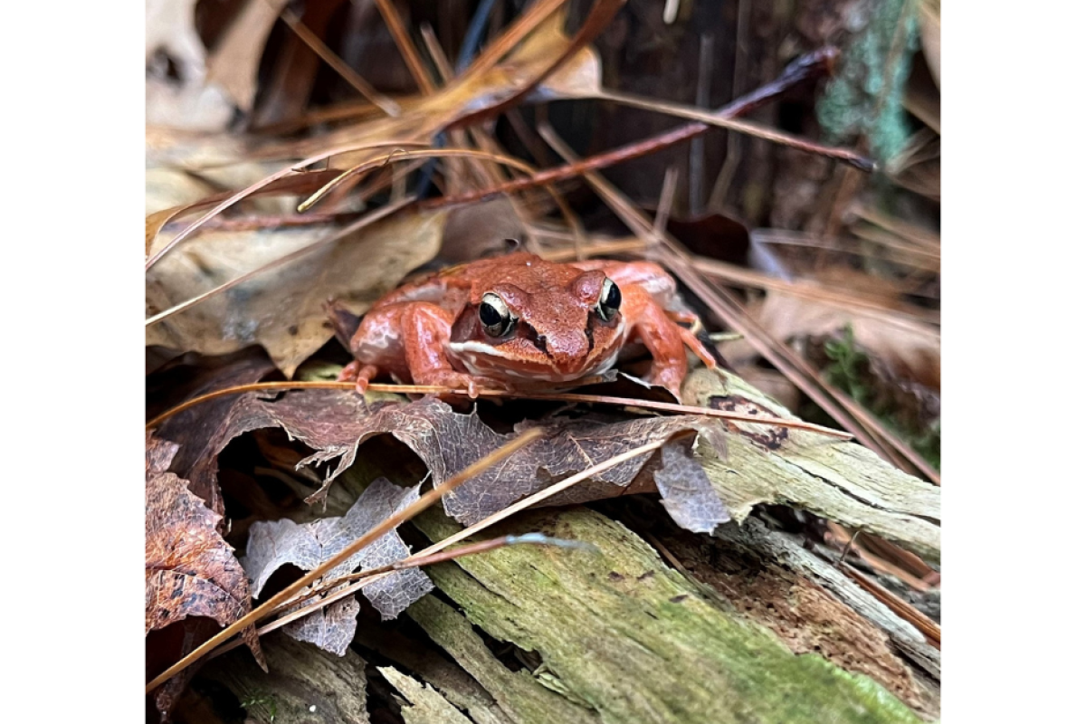 Wood frog on Sharon Conservation land. Taken by Matt MacDonald.