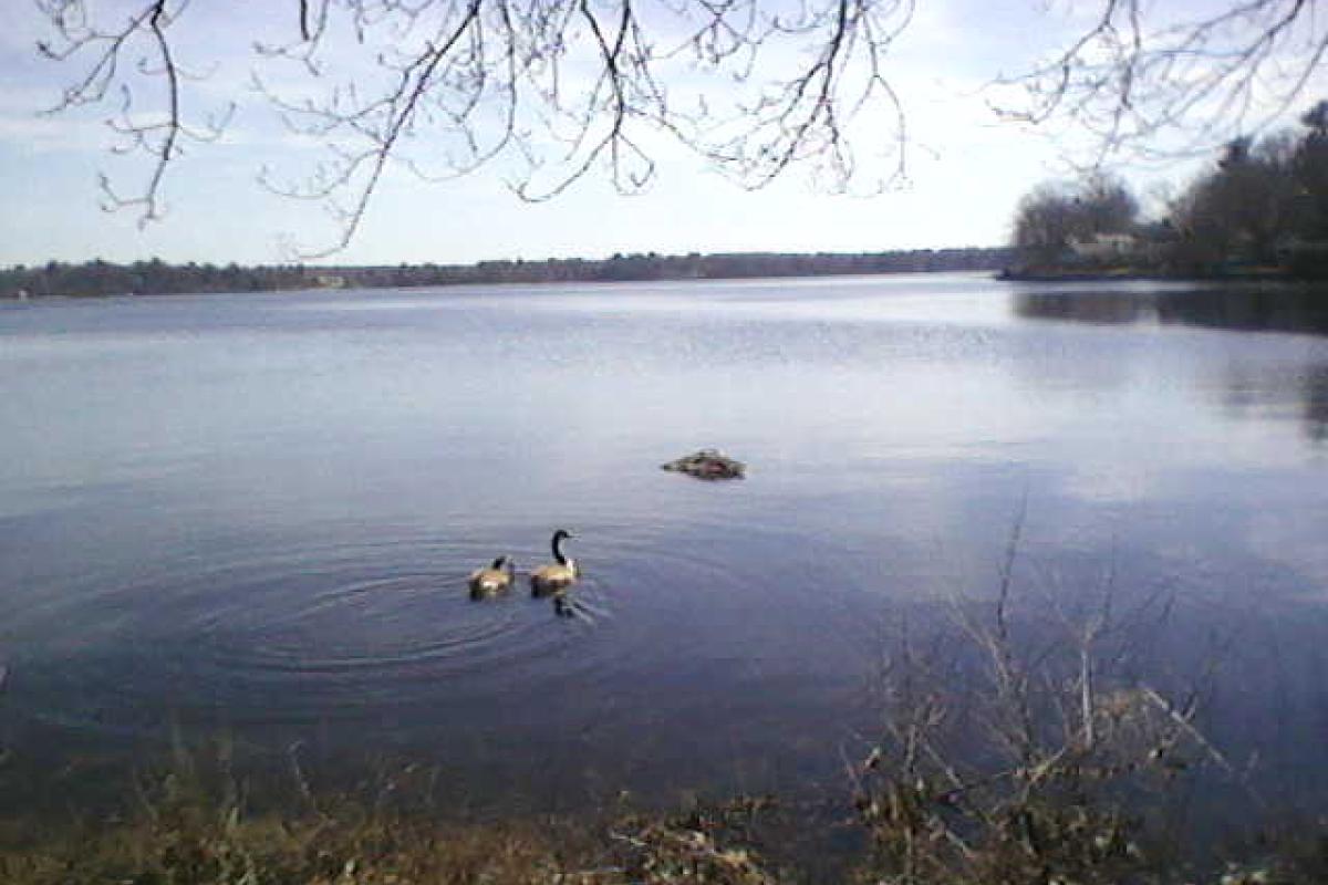 Canada geese at Lake Massapoag