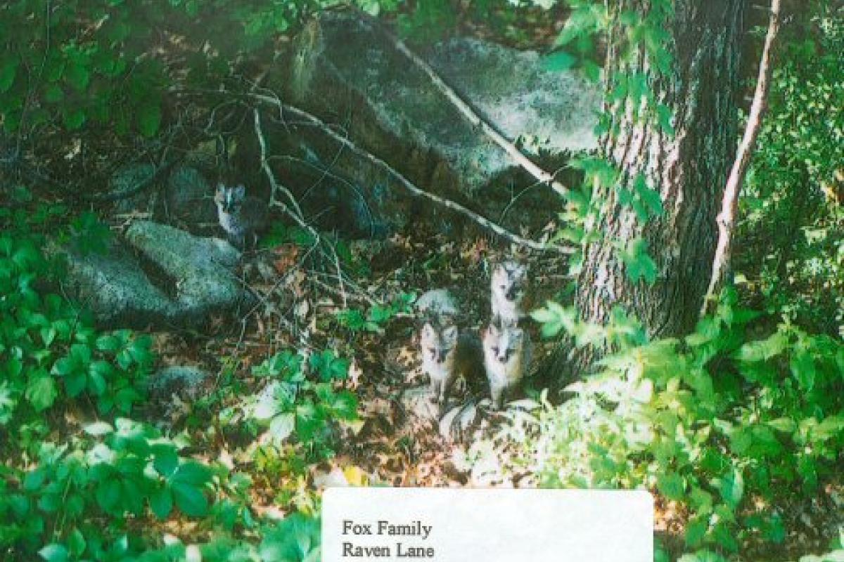 Fox family on Raven Lane.