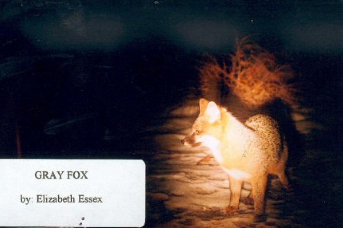Gray fox by Elizabeth Essex.