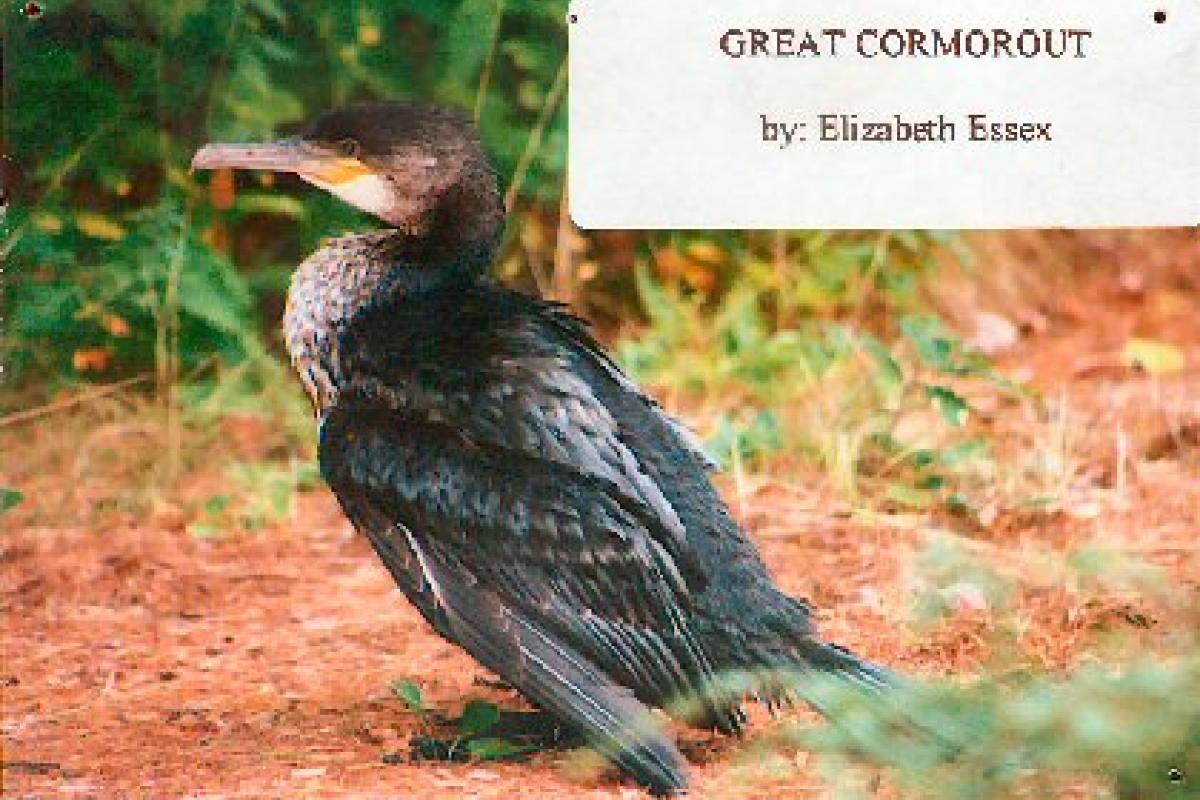 Great Cormorout by Elizabeth Essex