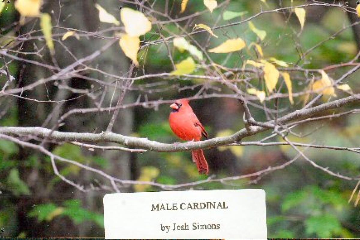 Male cardinal by Josh Simons