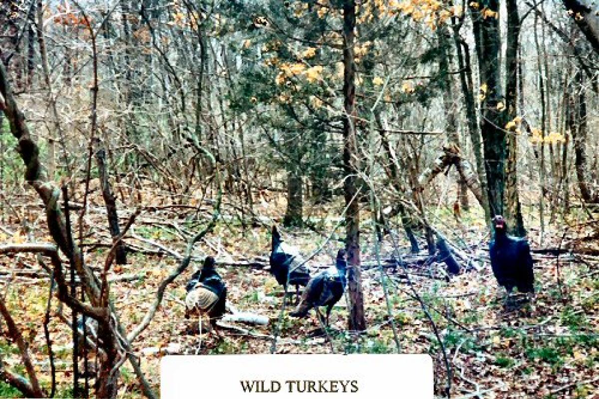Wild turkeys