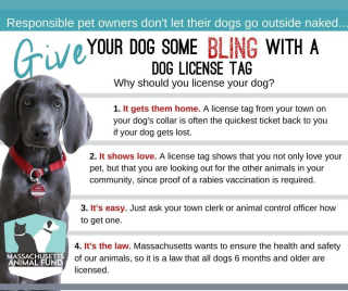 Dog License Reminder