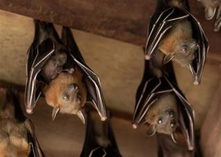 Picture of bats